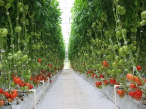 hydroponics-system-for-tomatoes