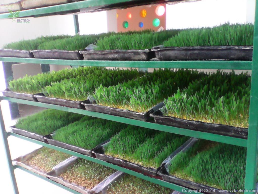 ... agriculturists can deliver hydroponics green feed for their creatures